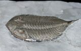 Large Dalmanites Limulurus Trilobite #11456-1